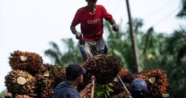 Dầu cọ thắng thế trong thỏa thuận Mỹ - Indonesia