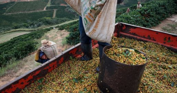 Bất chấp sản lượng giảm mạnh, một 'đặc sản' của Cuba được giải thưởng ngon nhất thế giới - Việt Nam cũng nằm trong danh sách