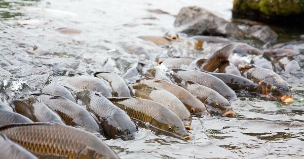 Phát minh của Trung Quốc làm rung chuyển ngành thủy sản và thực phẩm: tạo ra giống cá diếc không xương dăm, năng suất cao nhưng chi phí thấp