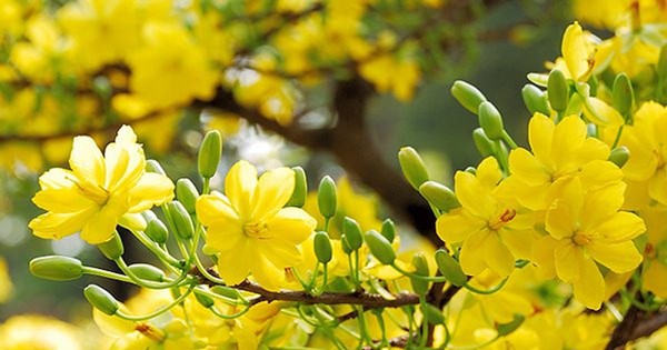 Lịch nghỉ Tết Dương lịch 2026 của hệ thống ngân hàng