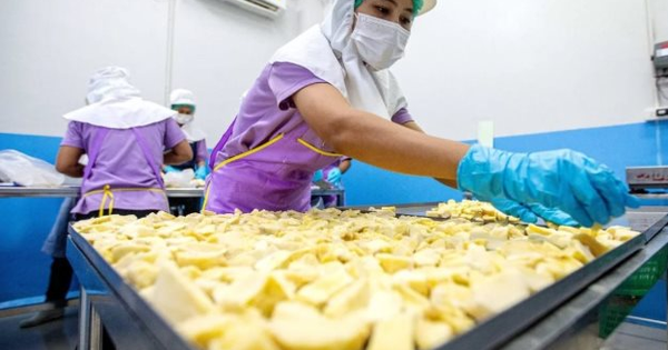 Đối thủ sầu riêng Việt Nam, Thái Lan bất ngờ đón tin buồn: Nhiều giống cao cấp giá thấp nhất 10 năm, nhà vườn lao đao