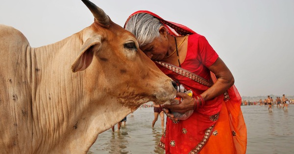 Ấn Độ nuôi hơn 500 triệu con bò nhưng không ăn thịt, mà biến chất thải của chúng thành mỏ vàng tỷ đô