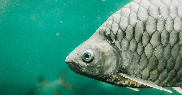 Trung Quốc tạo ra một loại cá không xương dăm: Giới khoa học sửng sốt