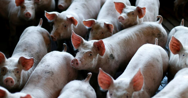 Buồn của nền kinh tế lớn nhất châu Á: Ồ ạt xây chung cư lợn nhưng dư cung khiến doanh nghiệp thua lỗ, giá thịt giảm sốc chỉ còn 1/3