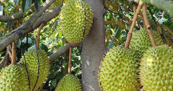 Mua sầu riêng từ chủ vườn, khi vận chuyển, cắt cuống… số lượng cân bị hao hụt, làm sao để tính vào chi phí được trừ: Cục Thuế trả lời