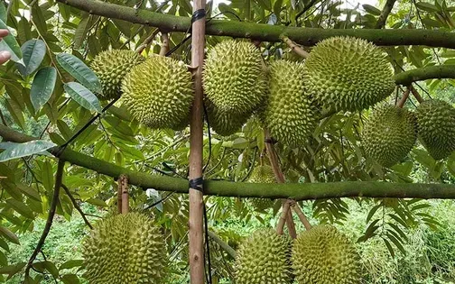 Giá sầu riêng tăng vọt - Ảnh 1