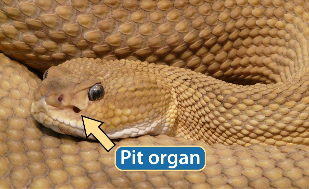 Phát minh "công nghệ nhìn nhiệt giống mắt rắn" có thể rung chuyển ngành công nghiệp quốc phòng - Ảnh 2