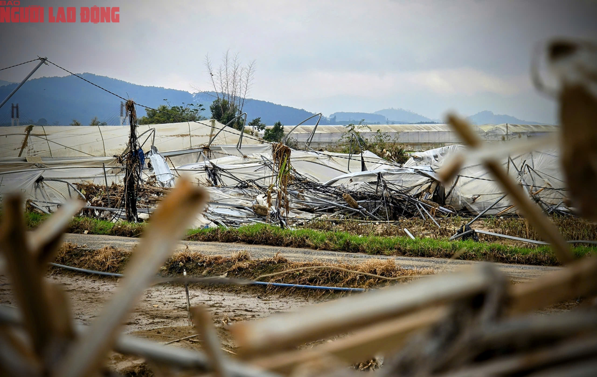 CLIP: Vựa rau lớn nhất Lâm Đồng xác xơ, nông dân mất tiền tỉ sau cơn "đại hồng thủy" - Ảnh 5