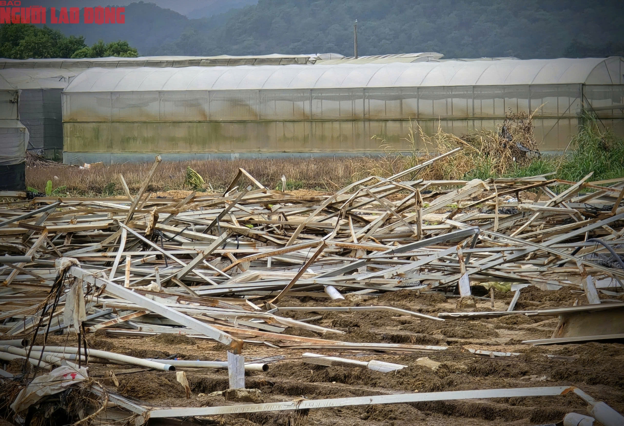 CLIP: Vựa rau lớn nhất Lâm Đồng xác xơ, nông dân mất tiền tỉ sau cơn "đại hồng thủy" - Ảnh 6