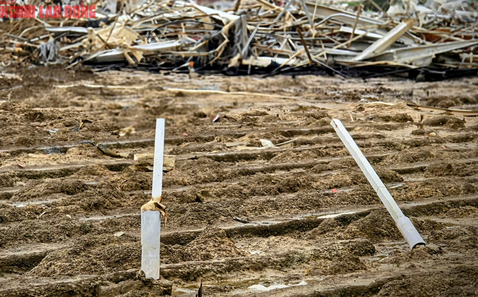 CLIP: Vựa rau lớn nhất Lâm Đồng xác xơ, nông dân mất tiền tỉ sau cơn "đại hồng thủy" - Ảnh 7