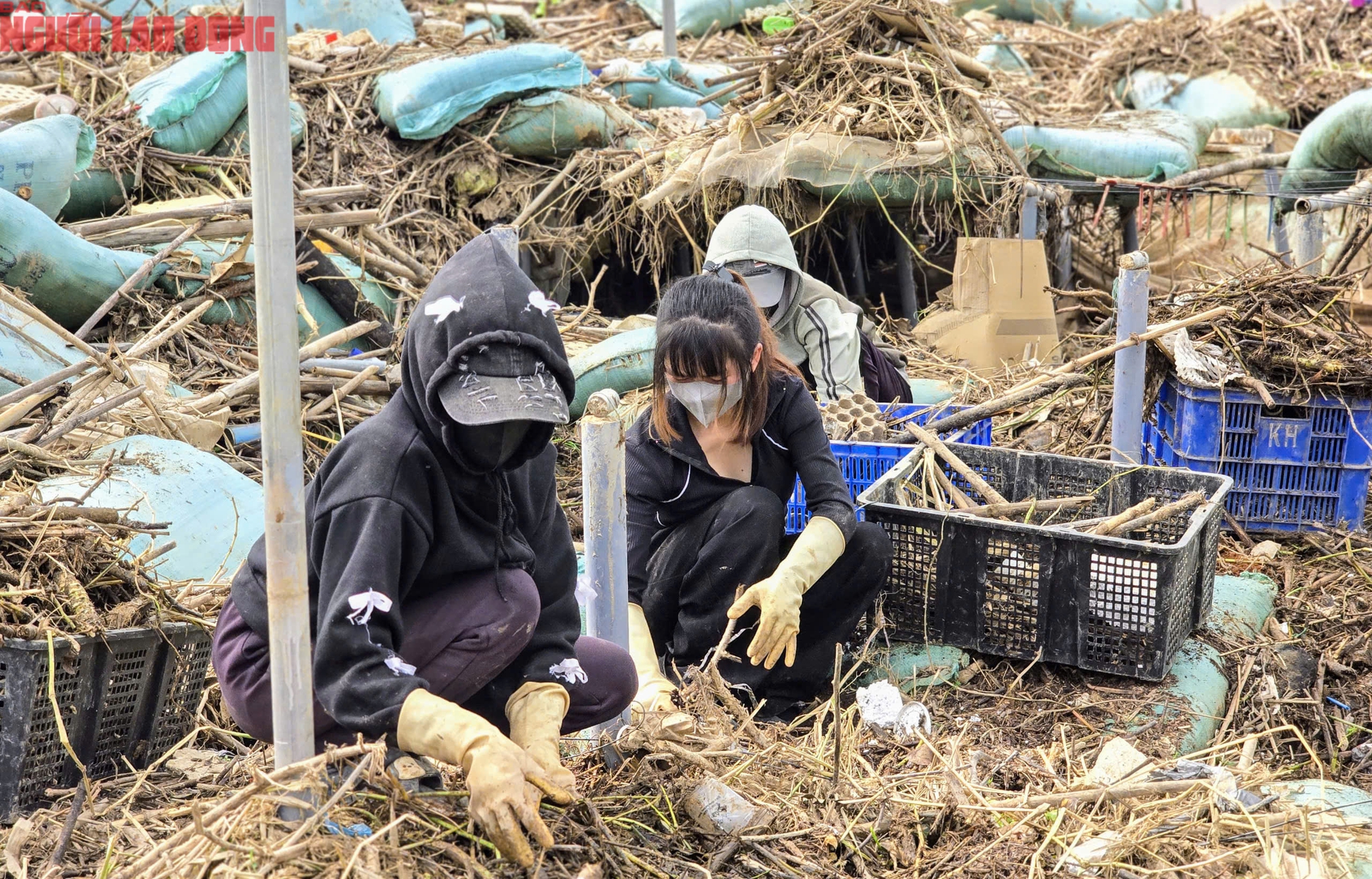 CLIP: Vựa rau lớn nhất Lâm Đồng xác xơ, nông dân mất tiền tỉ sau cơn "đại hồng thủy" - Ảnh 10
