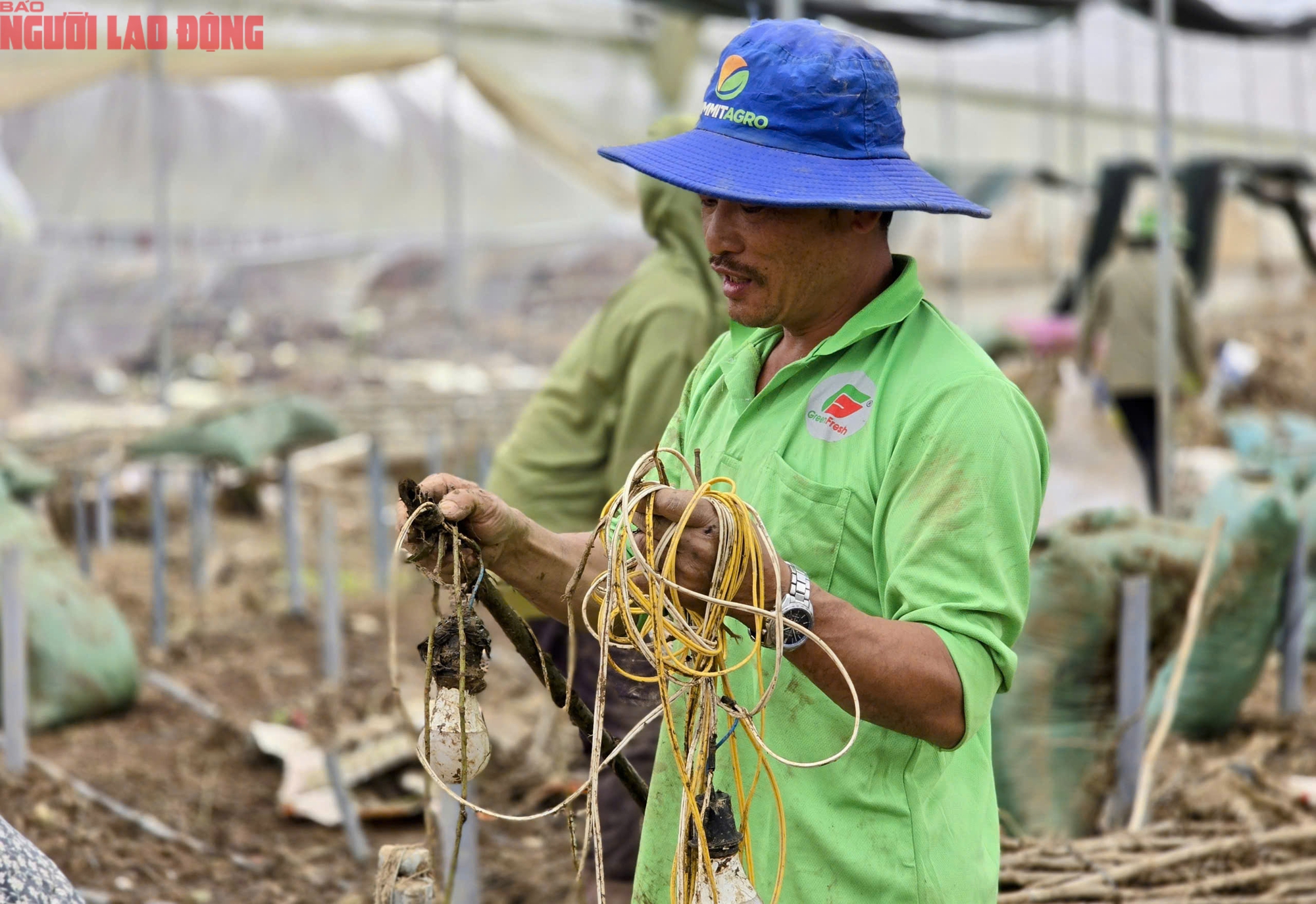 CLIP: Vựa rau lớn nhất Lâm Đồng xác xơ, nông dân mất tiền tỉ sau cơn "đại hồng thủy" - Ảnh 11