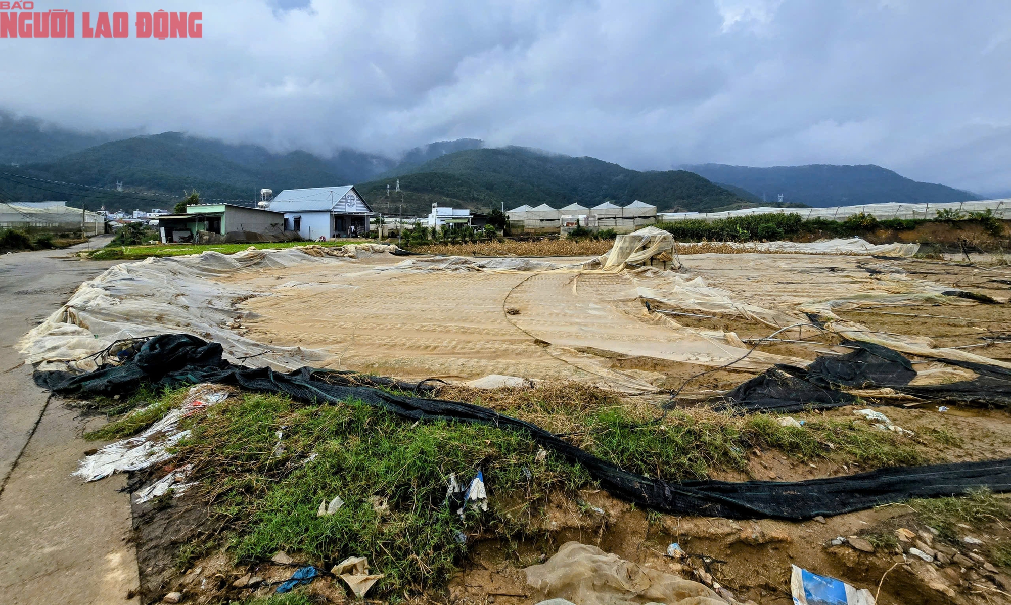 CLIP: Vựa rau lớn nhất Lâm Đồng xác xơ, nông dân mất tiền tỉ sau cơn "đại hồng thủy" - Ảnh 13