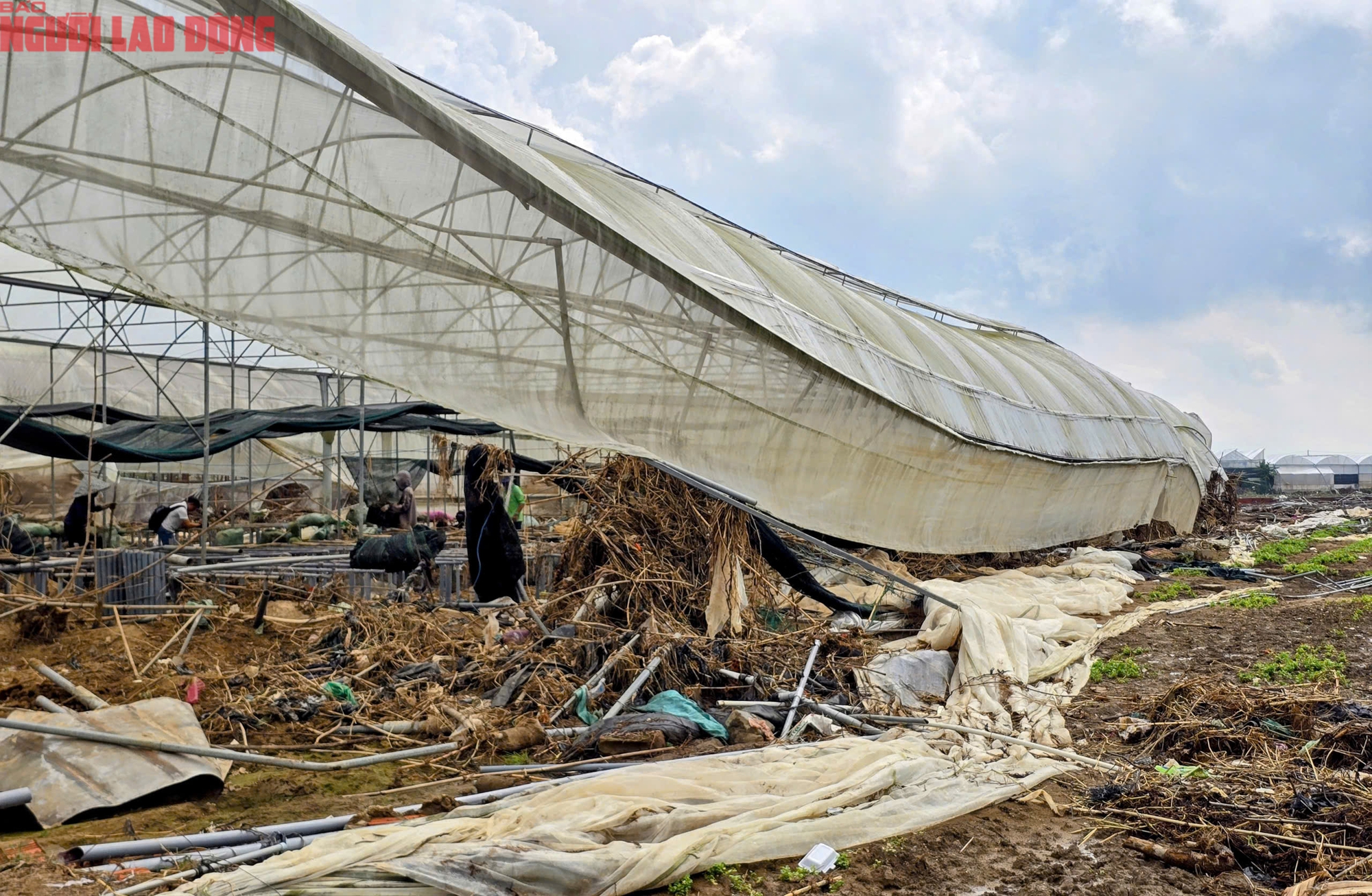 CLIP: Vựa rau lớn nhất Lâm Đồng xác xơ, nông dân mất tiền tỉ sau cơn "đại hồng thủy" - Ảnh 14