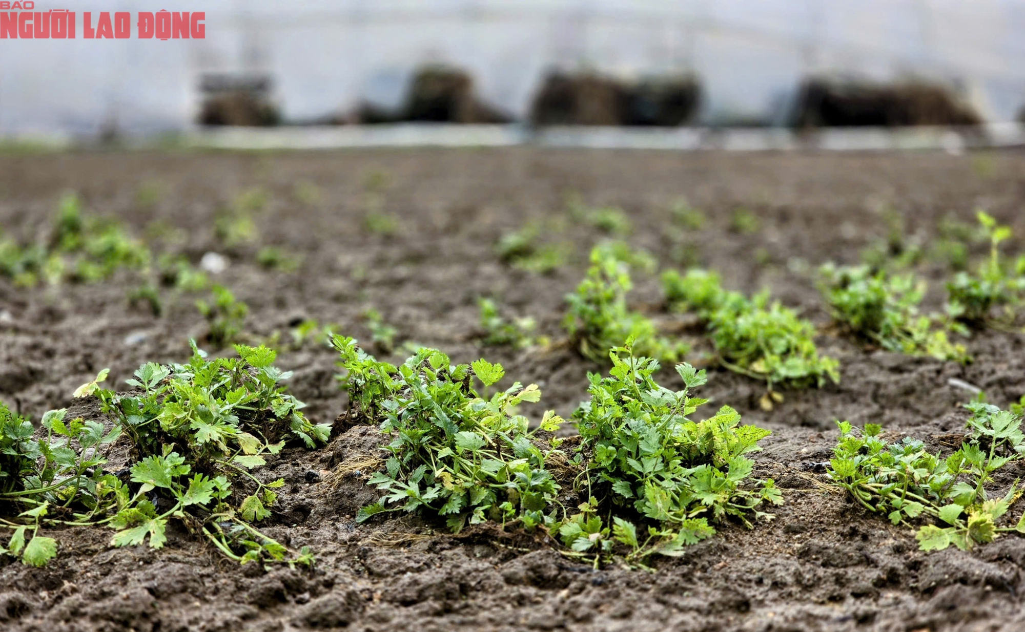 CLIP: Vựa rau lớn nhất Lâm Đồng xác xơ, nông dân mất tiền tỉ sau cơn "đại hồng thủy" - Ảnh 16