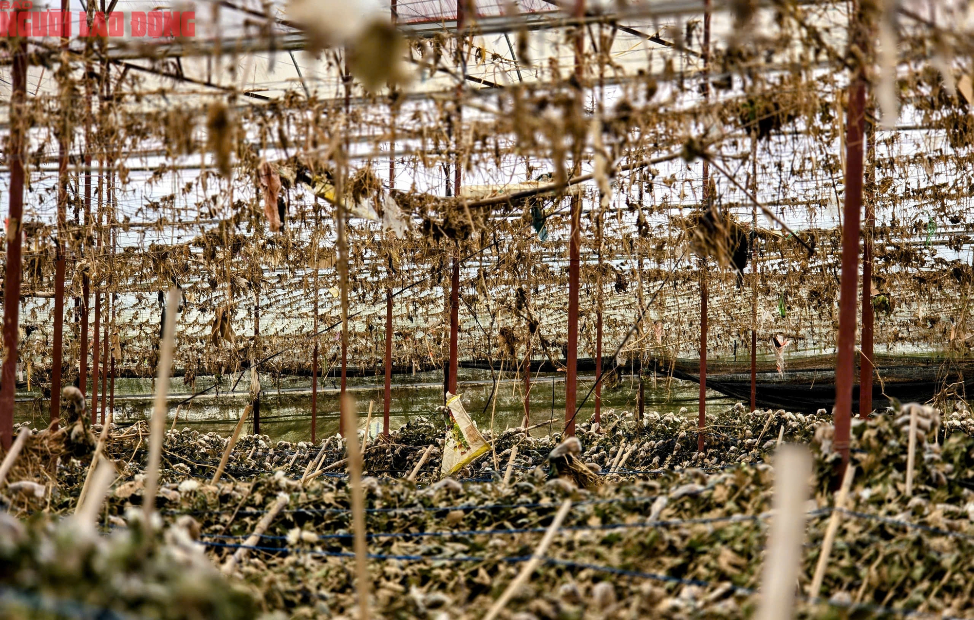 CLIP: Vựa rau lớn nhất Lâm Đồng xác xơ, nông dân mất tiền tỉ sau cơn "đại hồng thủy" - Ảnh 17