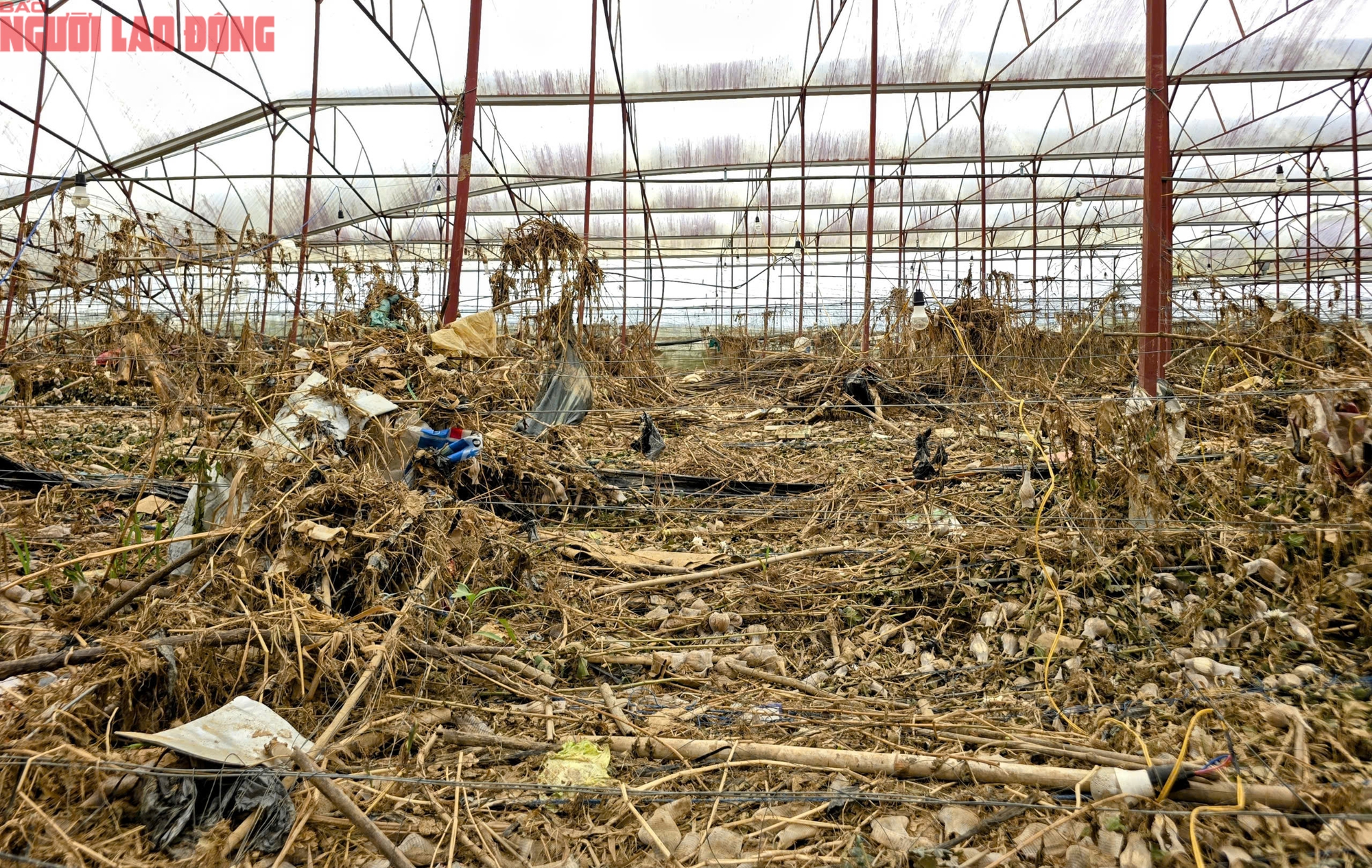 CLIP: Vựa rau lớn nhất Lâm Đồng xác xơ, nông dân mất tiền tỉ sau cơn "đại hồng thủy" - Ảnh 18