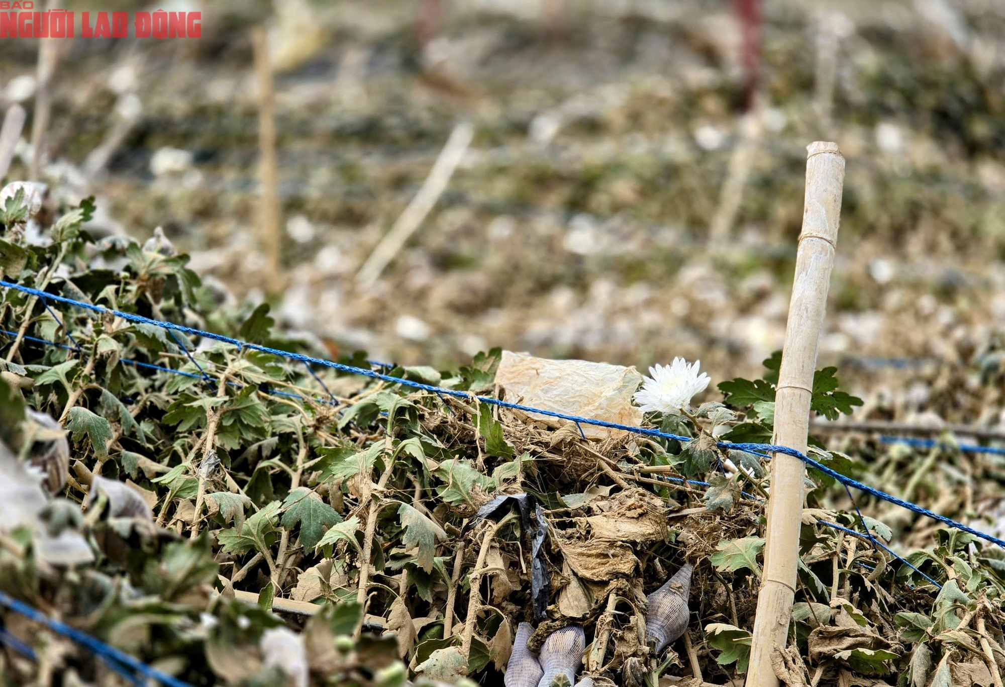 CLIP: Vựa rau lớn nhất Lâm Đồng xác xơ, nông dân mất tiền tỉ sau cơn "đại hồng thủy" - Ảnh 19