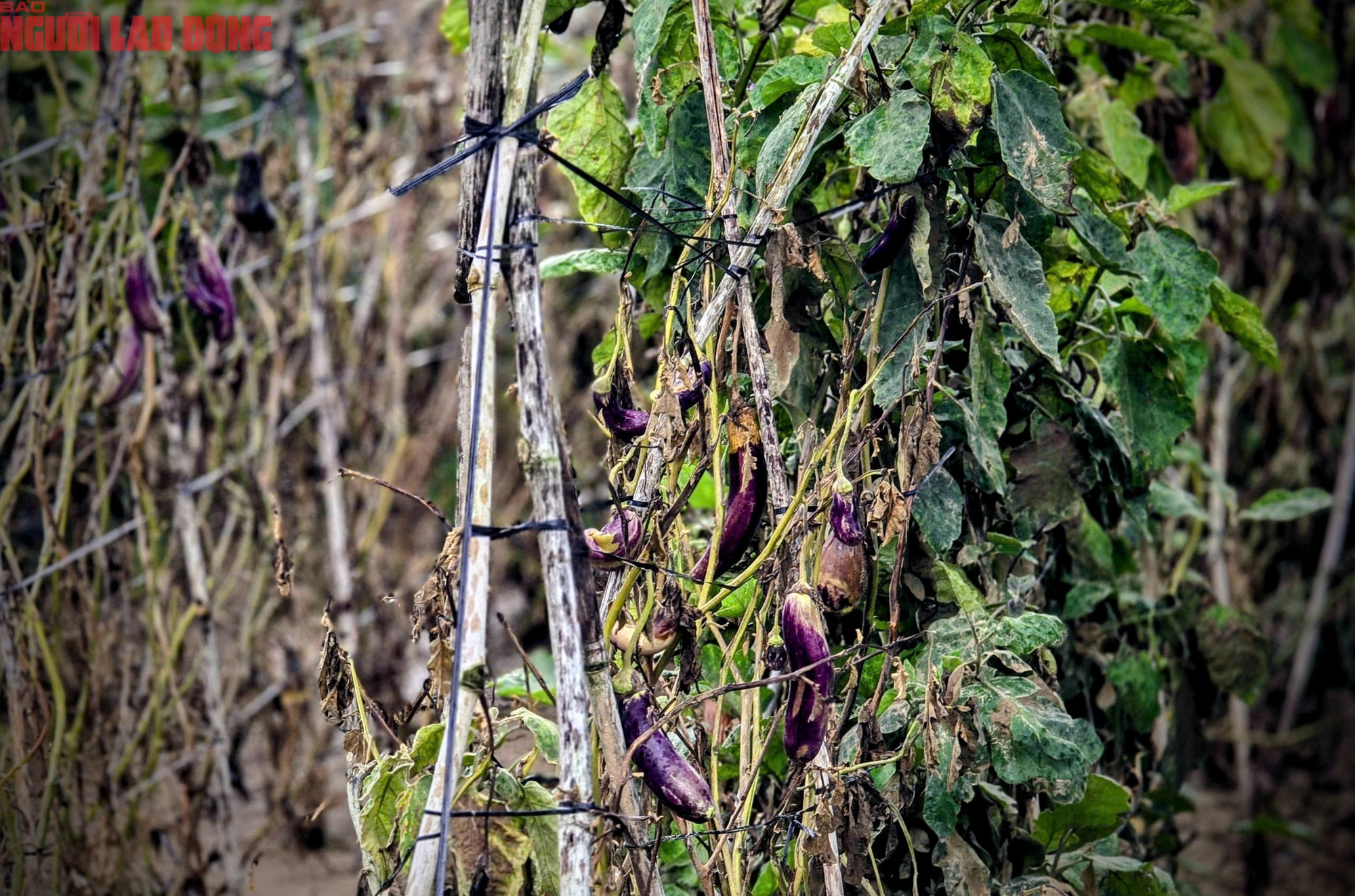 CLIP: Vựa rau lớn nhất Lâm Đồng xác xơ, nông dân mất tiền tỉ sau cơn "đại hồng thủy" - Ảnh 21