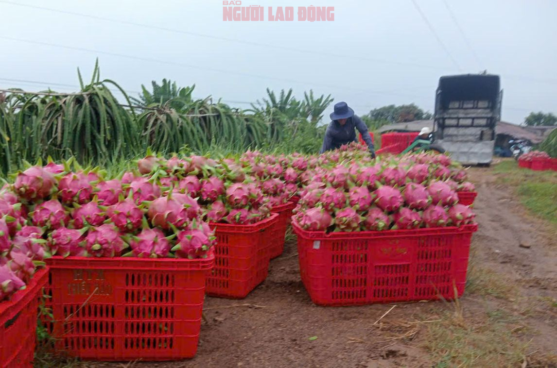 Giá thanh long chong đèn tại Lâm Đồng đạt mức cao nhất nhiều năm - Ảnh 1