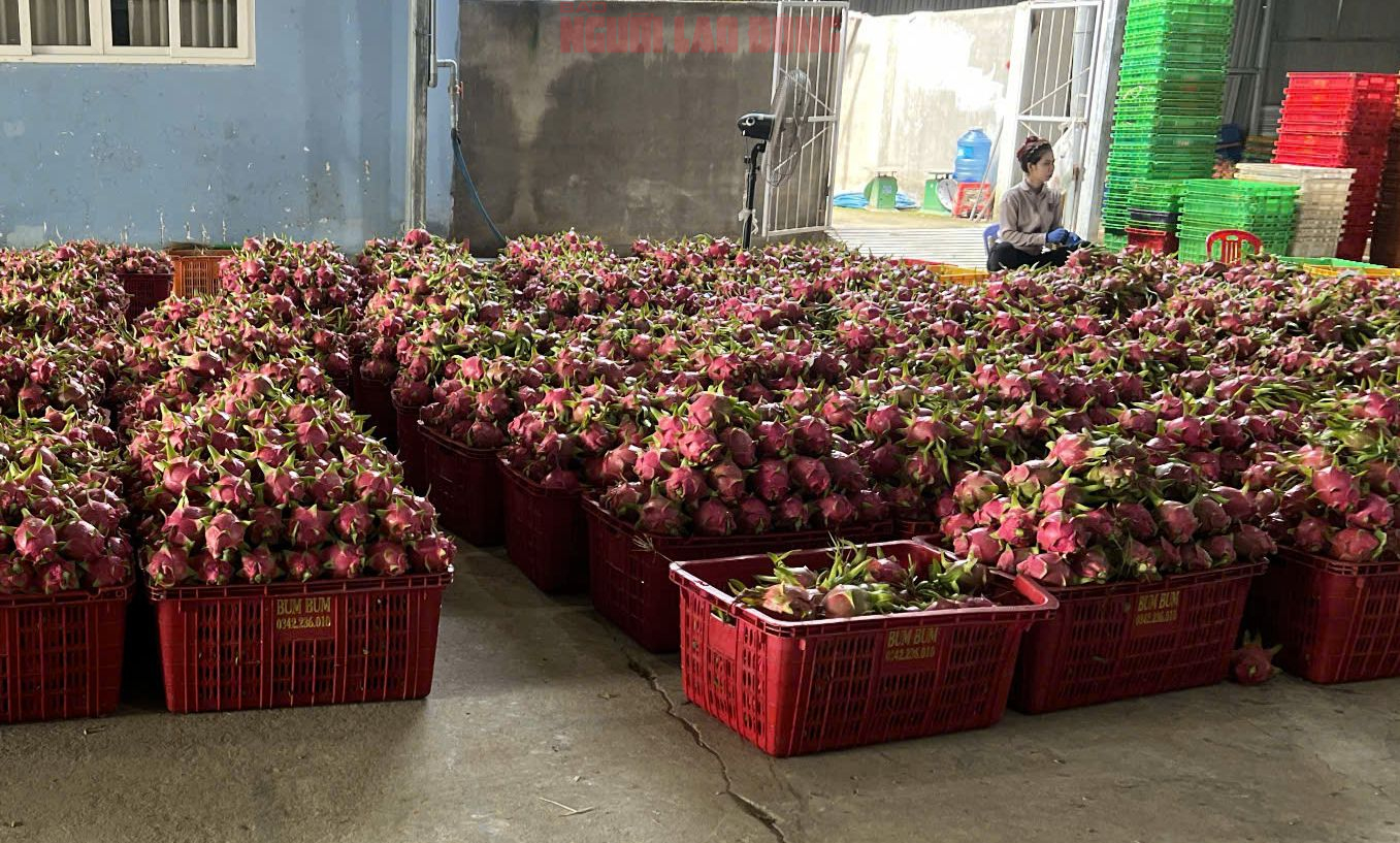 Giá thanh long chong đèn tại Lâm Đồng đạt mức cao nhất nhiều năm - Ảnh 2