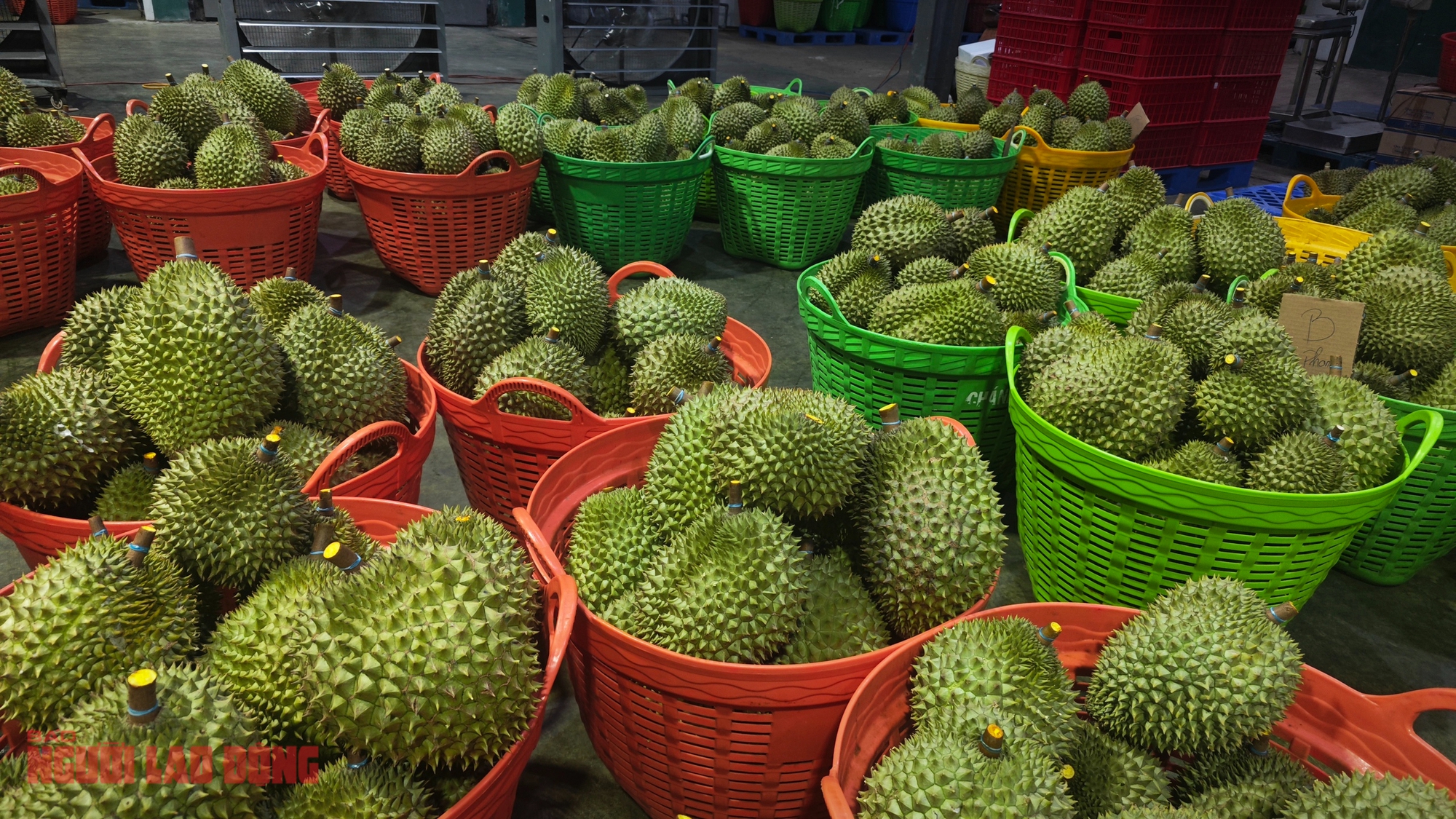 Sầu riêng trái vụ tiếp tục rớt giá, nông dân lo lắng - Ảnh 1