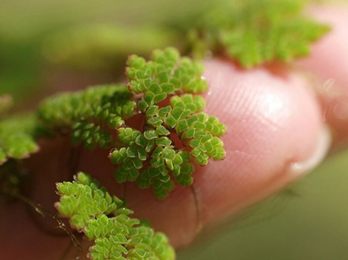 Vị giáo sư 'biến' lân thành đạm từ bèo, lai tạo hàng loạt giống lúa cứu mùa màng Việt Nam - Ảnh 1