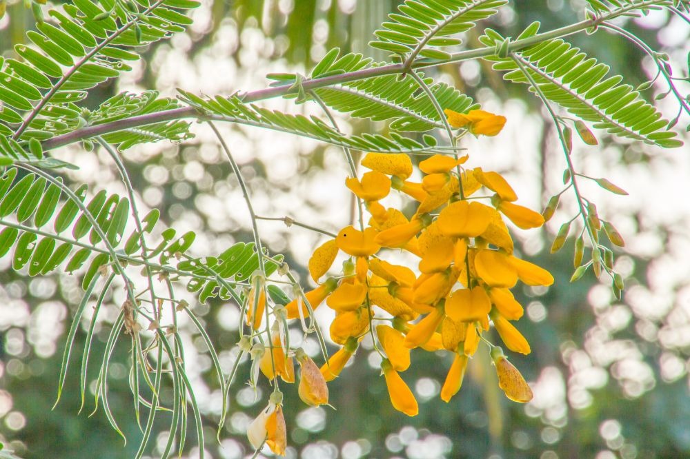 Đặc sản miền Tây: Xưa mọc dại bờ ao, nay thành "lộc trời", hơn 200.000/kg vẫn đầy người mua - Ảnh 1