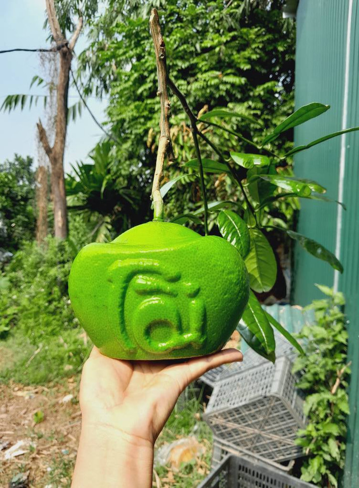 Những loại quả độc lạ chưa Tết đã hút khách - Ảnh 3