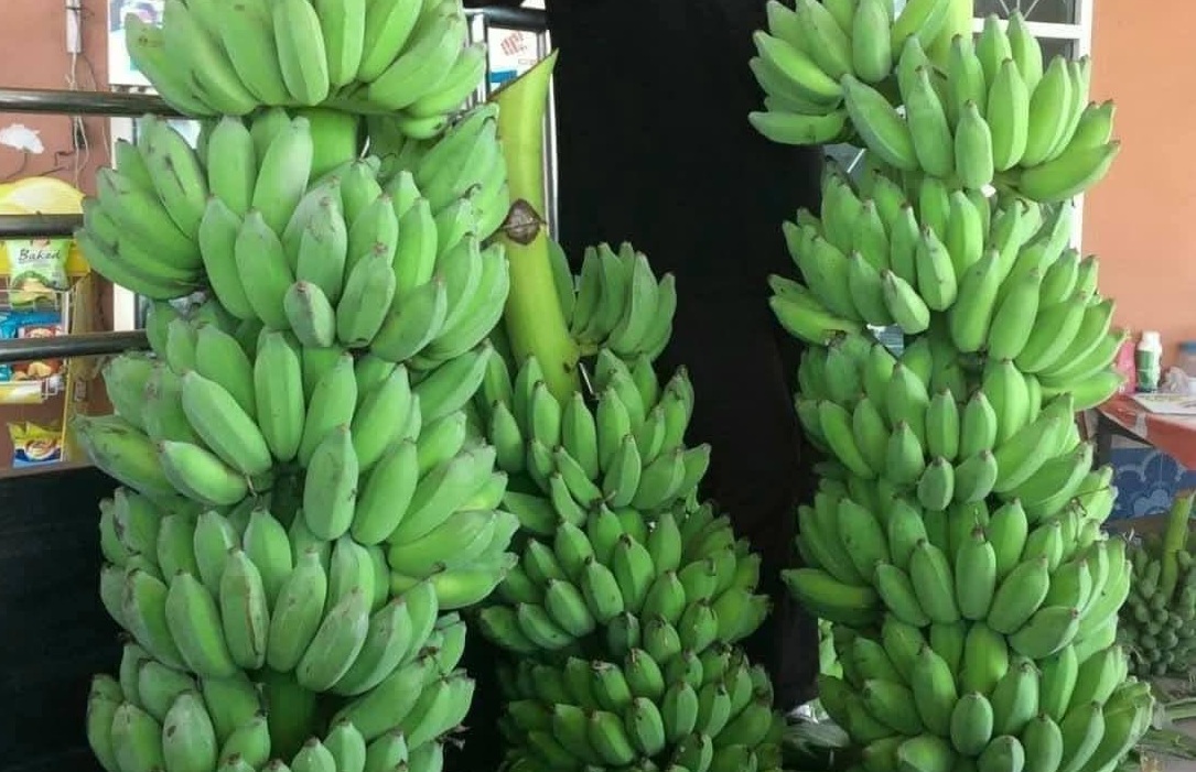 Chuối dự báo sớm gia nhập "câu lạc bộ" xuất khẩu tỷ đô - Ảnh 2