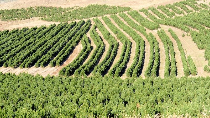 Kỳ tích gọi tên Trung Quốc: trồng 100 tỷ cây xanh dựng ‘vạn lý trường thành’ chặn đà mở rộng của 2 sa mạc khổng lồ, tăng 10% diện tích rừng của Trái Đất - Ảnh 2