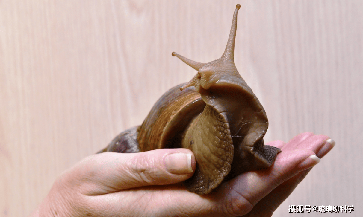 Mỹ tốn triệu đô bất lực trước ốc sên châu Phi, Trung Quốc tìm ra cách biến "kẻ xâm lăng" thành mỏ vàng kinh tế - Ảnh 3