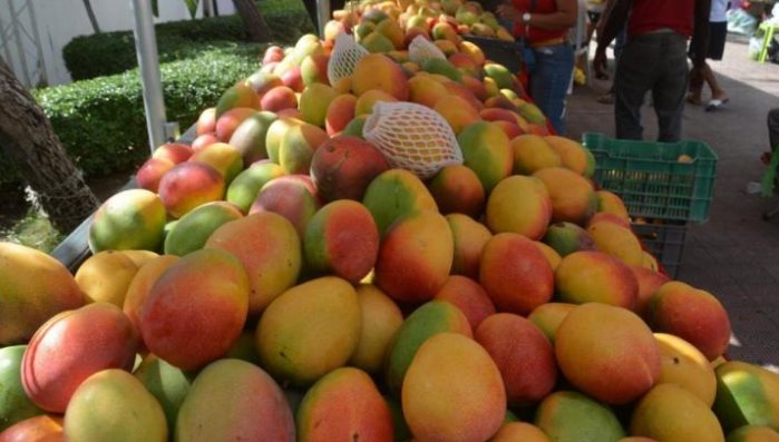 Một loại 'vàng xanh trên cây' của Cuba gặp khó: Bất ngờ thối rữa tại vườn không thể thu hoạch, thị trường sốt giá lên mức xa xỉ - Ảnh 2