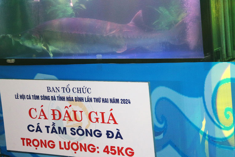 Giải mã "quái ngư" 45kg lần đầu tiên được nuôi thành công trong lòng hồ Hòa Bình - Ảnh 1