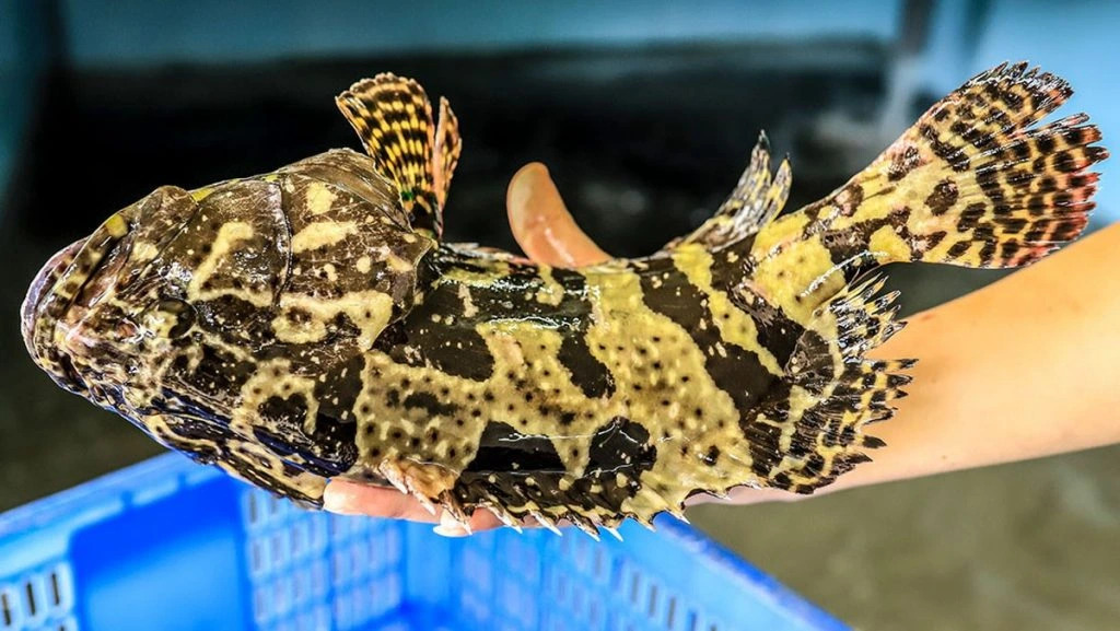 Nuôi "Đệ nhất đặc sản biển" trong lồng HDPE chịu được bão cấp 12, bà con thu về trăm triệu - Ảnh 1