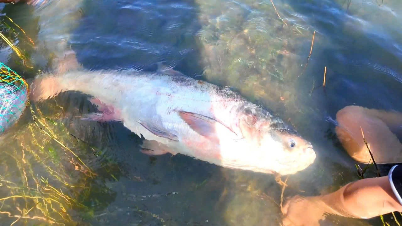 Người dân đổ xô vào Thuỷ điện Trị An bắt cá khủng - Ảnh 3