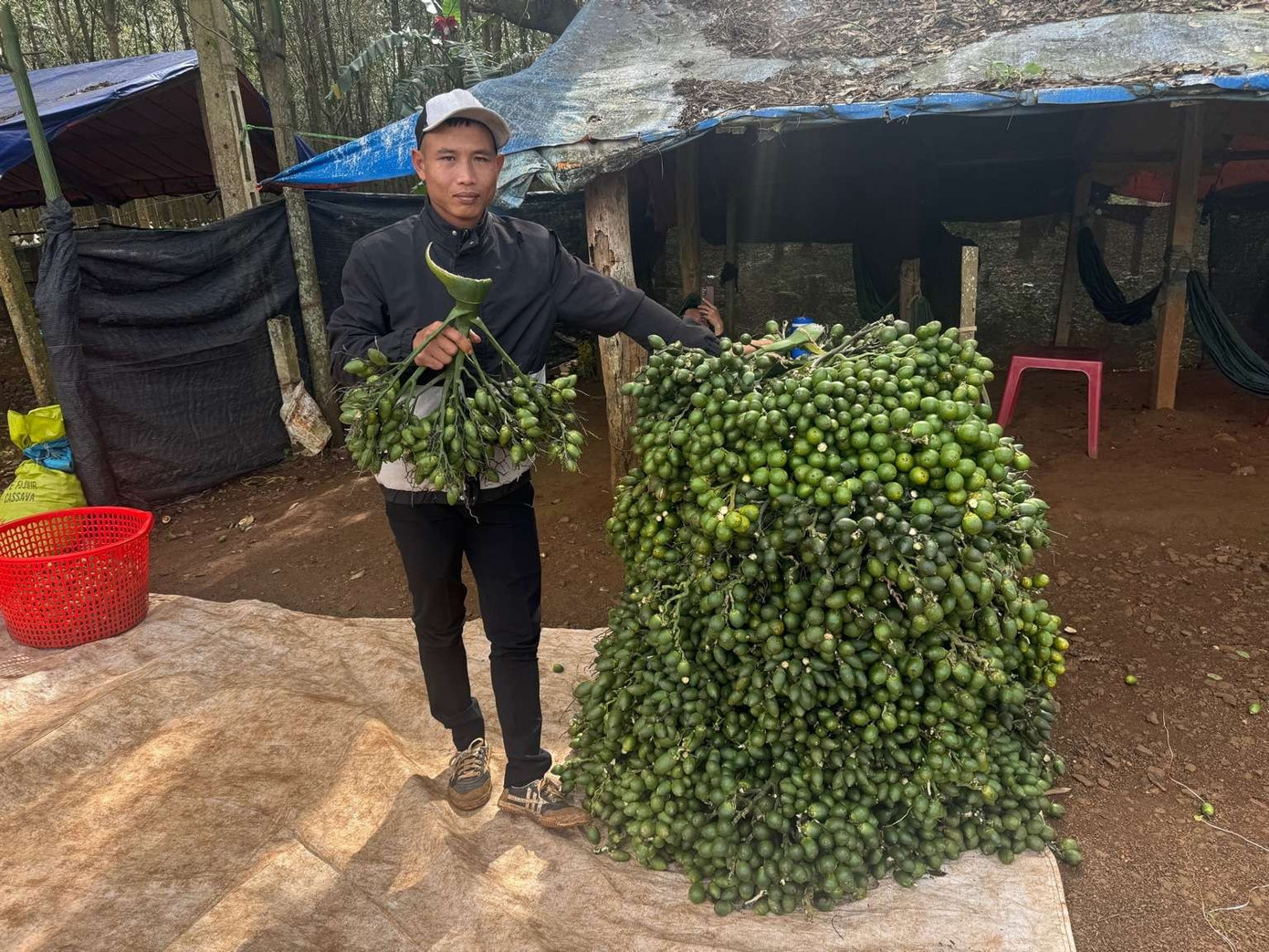 Động thái của thương lái Trung Quốc khiến giá cau tươi lao dốc - Ảnh 2