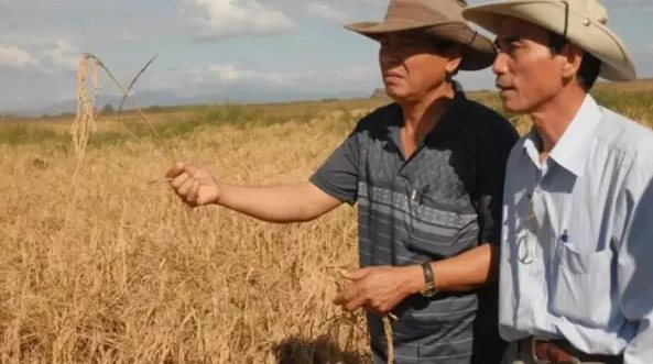 Sau Việt Nam, thêm một quốc gia muốn sản xuất gạo tại Cuba: Đặt mục tiêu canh tác 10.000 ha, cung cấp toàn bộ vật tư đầu vào, kỹ thuật - Ảnh 1