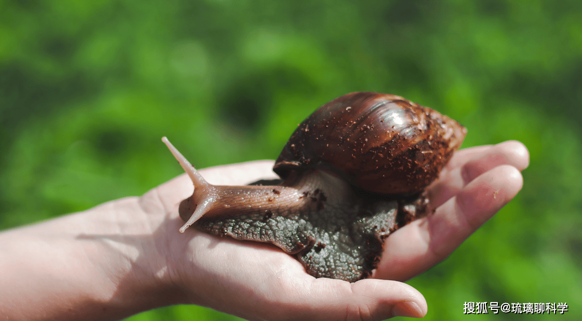 Mỹ tốn triệu đô bất lực trước ốc sên châu Phi, Trung Quốc tìm ra cách biến "kẻ xâm lăng" thành mỏ vàng kinh tế - Ảnh 1