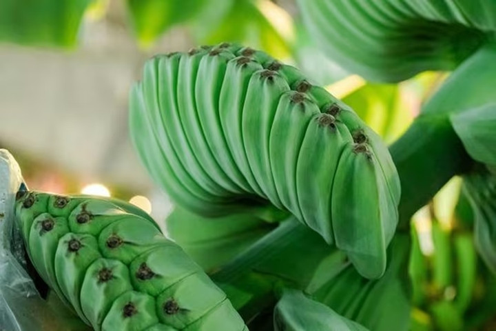 Những loại quả độc lạ chưa Tết đã hút khách - Ảnh 2