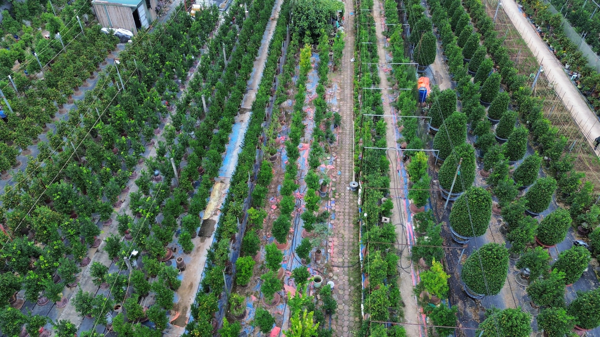 Đào, quất Tết 2026: Chưa có khách mua, nông dân Hà Nội đã dự đoán lợi nhuận sẽ giảm 15% bởi một lý do - Ảnh 3