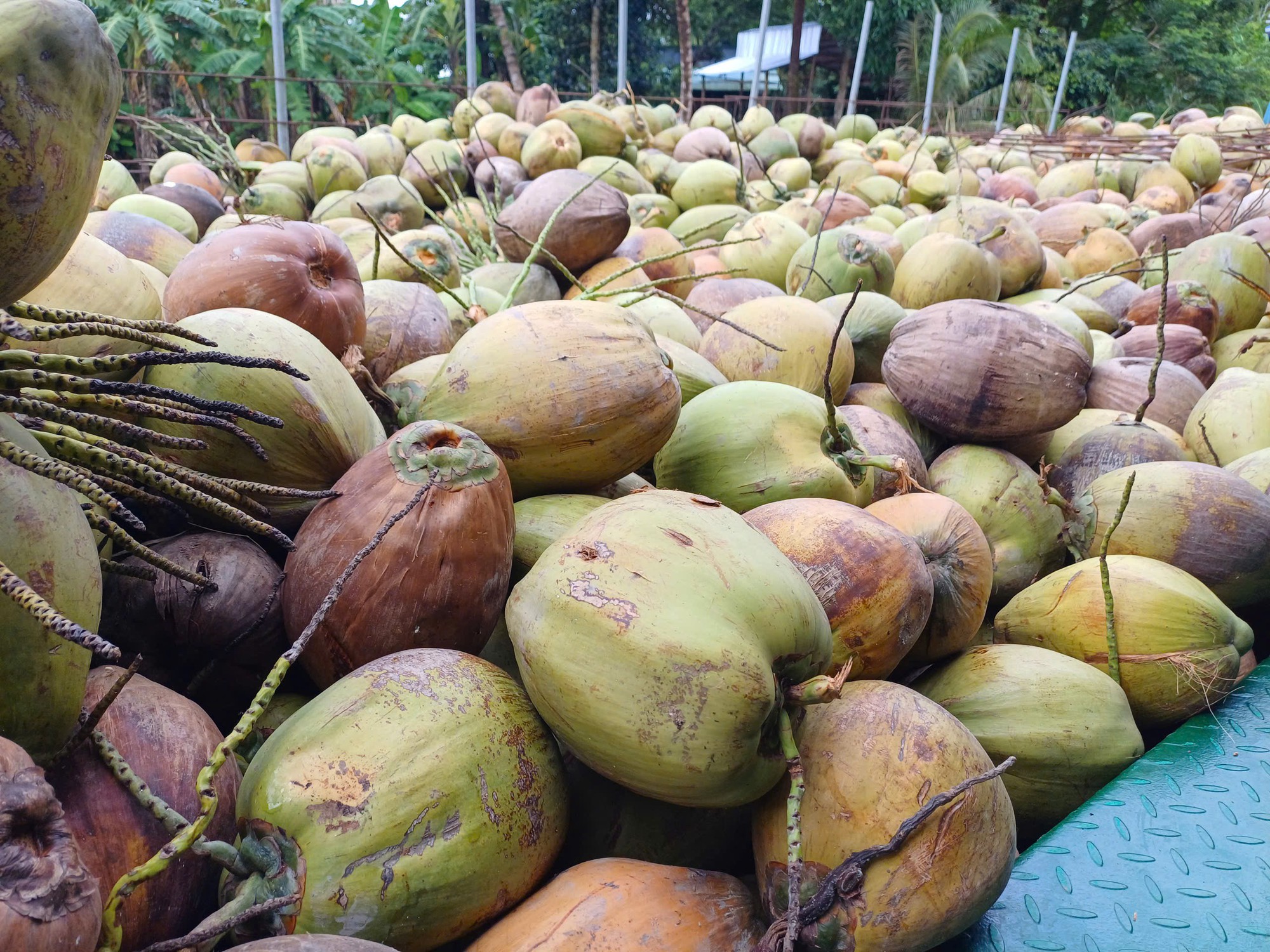 Giá dừa khô rớt thảm - Ảnh 1