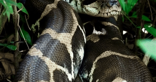 Phát hiện "như khoa học viễn tưởng" về kích thước khủng của loài trăn Anaconda