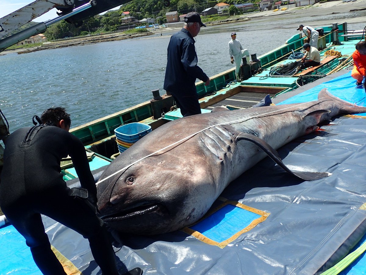 Hai con cá mập miệng rộng khổng lồ, loài chỉ được nhìn thấy chưa đến 300 lần trong lịch sử, liên tiếp mắc cạn tại Peru khiến giới khoa học lo ngại! - Ảnh 3