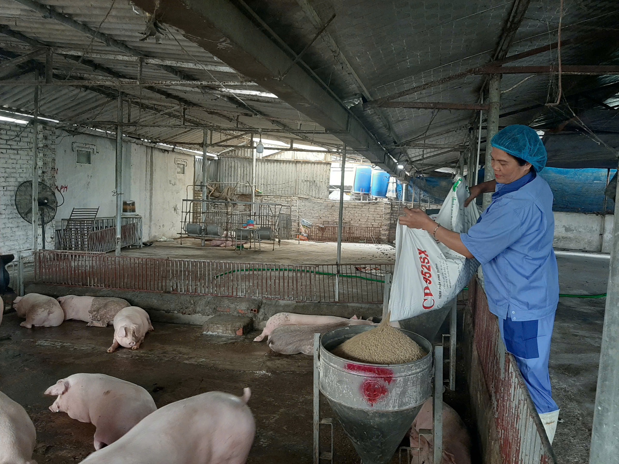 Giá heo hơi nóng trở lại trước Tết - Ảnh 1