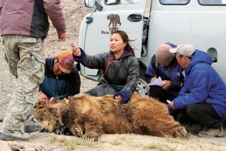 Hiếm hơn cả gấu trúc: "Bóng ma sa mạc" chỉ còn chưa đầy 50 cá thể và bên bờ vực tuyệt chủng - Ảnh 3