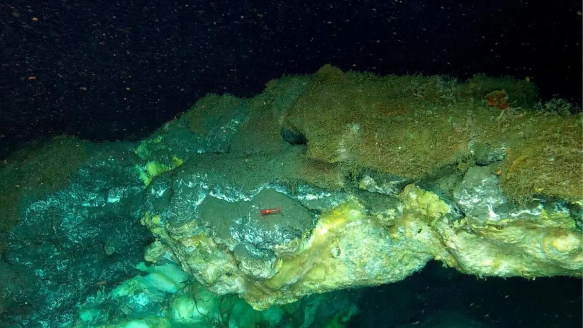 Phát hiện bí mật chưa từng có dưới đáy biển sâu 3.640m ở Greenland - Ảnh 1