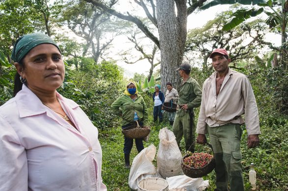 Sau cú bắt tay với gạo Việt Nam, Cuba hợp tác thúc đẩy sản xuất loại nông sản 'vàng treo trên cây' nhưng kém thành công: sản lượng đã giảm 1 nửa trong 5 năm qua - Ảnh 1