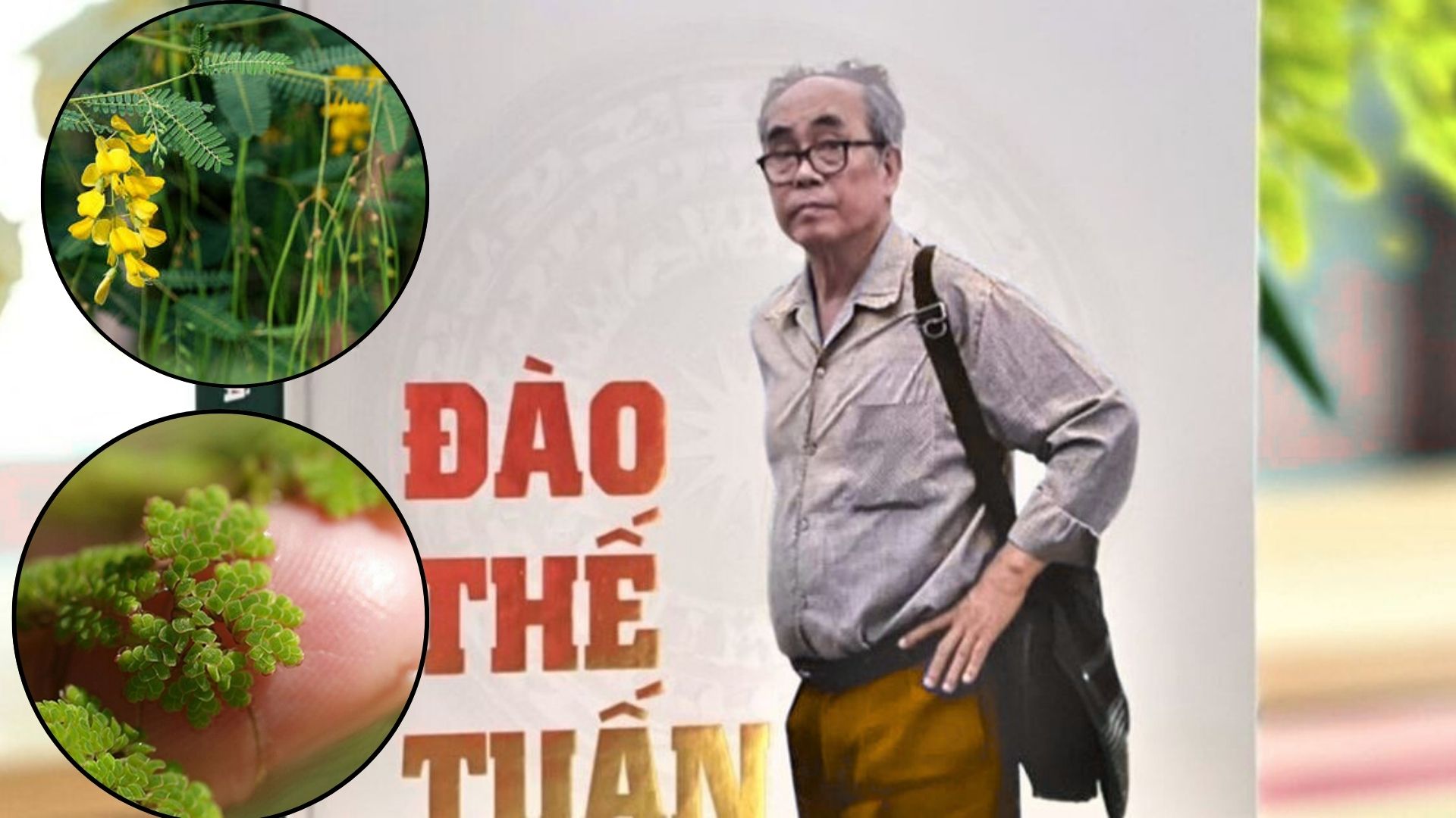 Vị giáo sư 'biến' lân thành đạm từ bèo, lai tạo hàng loạt giống lúa cứu mùa màng Việt Nam - Ảnh 2