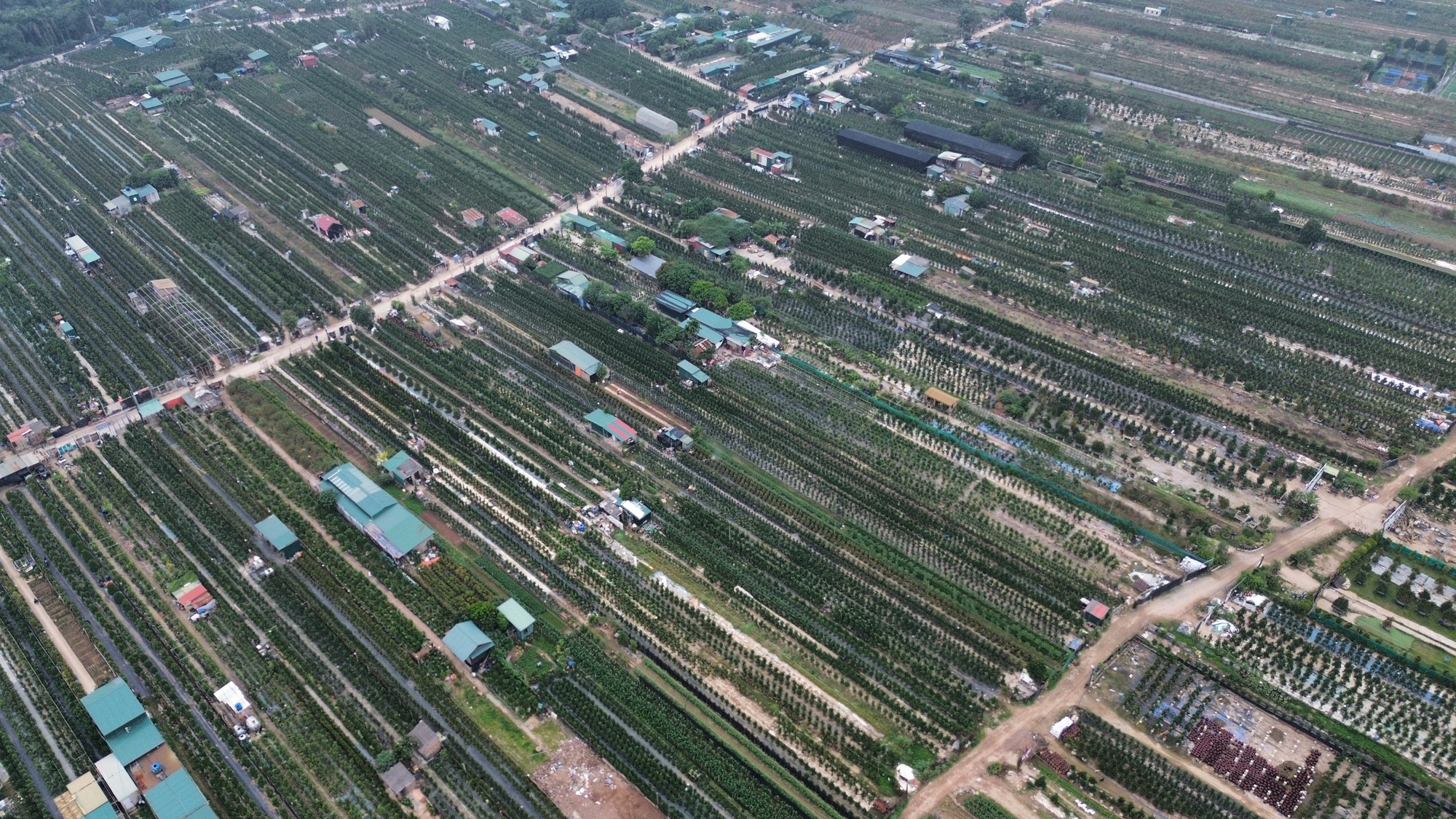 Đào, quất Tết 2026: Chưa có khách mua, nông dân Hà Nội đã dự đoán lợi nhuận sẽ giảm 15% bởi một lý do - Ảnh 2